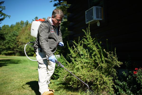 Service professional treating shrubbery