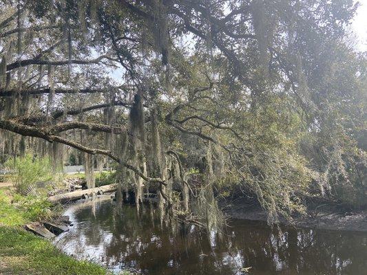 Spanish moss draping oak trees