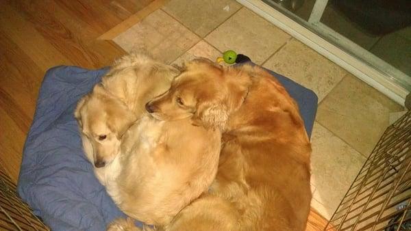 Pic of our goldens before Bill's Clips.