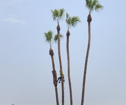 Palm tree trimming.