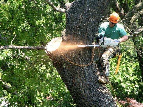 Big tree....