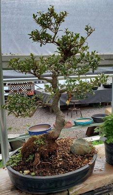 Bonsai Tree