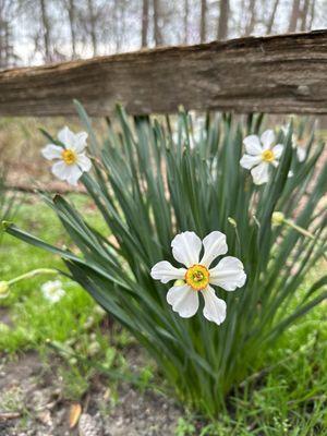 Plenty of beautiful flowers this spring