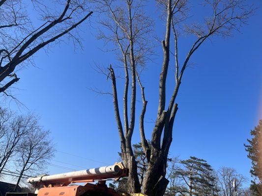 Removal on 100ft+tree!