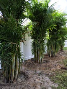 Area Palm - delivery and installation.