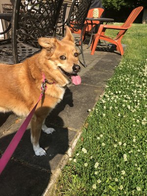 Jersey enjoying the sun!