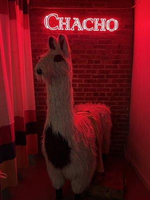 Llamacho!