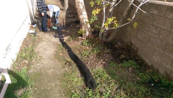 Root intrution of rain drains of an apartment complex.