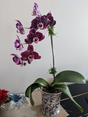 Crazy beautiful orchids I've never seen before