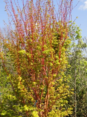 Maple 'Sango Kaku'