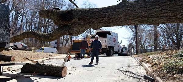 tree removal