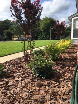 My crepe myrtles with bark mulch