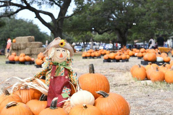 TLF Pumpkin Patch