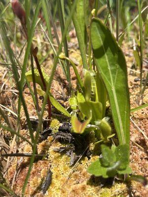 Venus flytrap