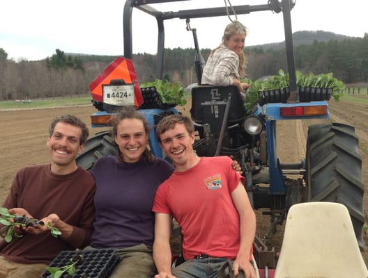 happy crew transplanting!