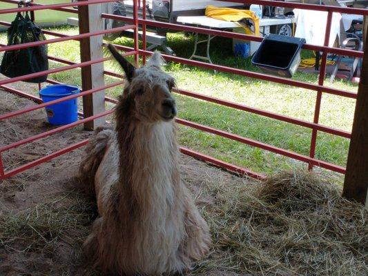 Llama