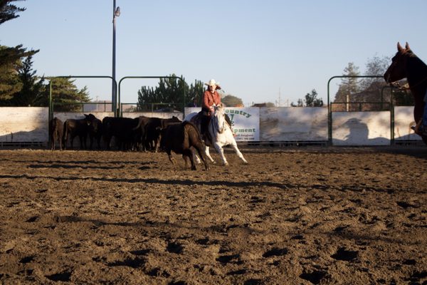 Allison Hartman Horse Training