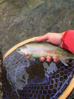 doug-fr locals net nice bow on the roaring fork river