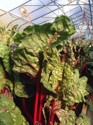 Beautiful swiss chard