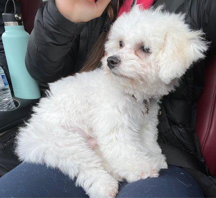 Puppy right after his $85 haircut