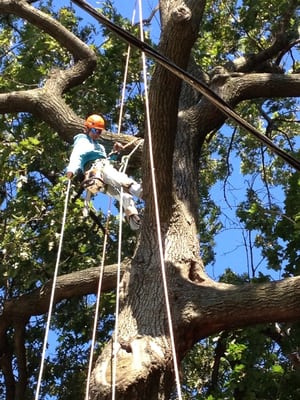 Royal Tree Service