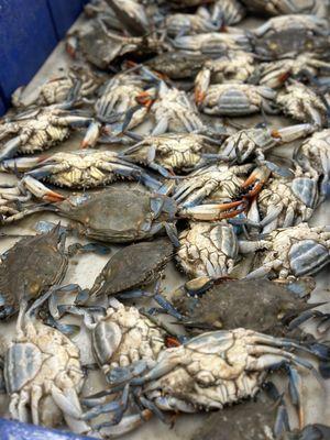 Blue Crabs