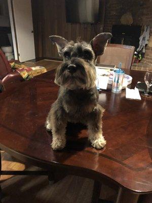 Miniature Schnauzer