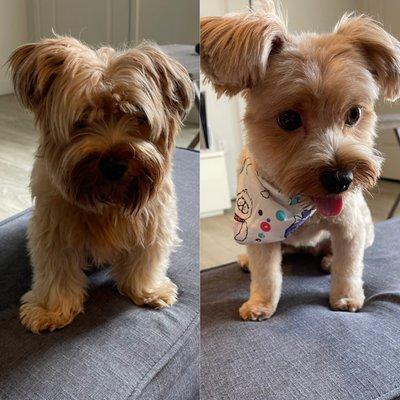 Yorkie. Did a half an inch on the body in a teddy bear face shape.