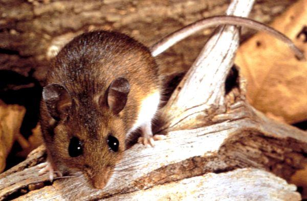 Mouse Control and Extermination experts will rid your home or office. Mouse and rat tailings can be a significant health risk...