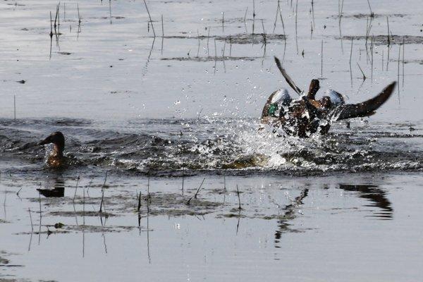 Shoulder near the wetlands on Coville Rd gives a close look at the residents