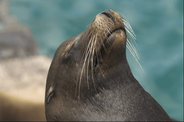 Galapagos sea lion