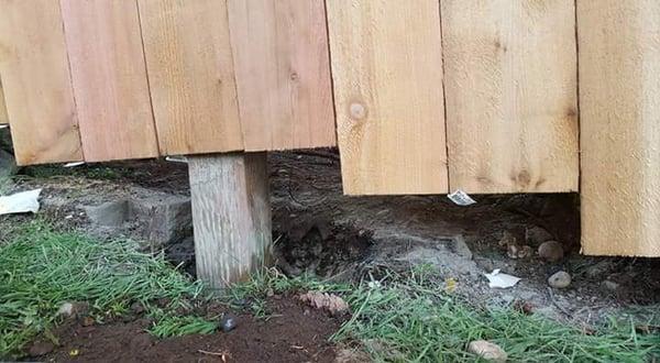 This fence used to hold dogs in, now they can slink under the fence.