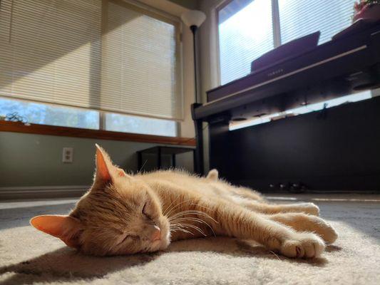 Goldie, the studio cat, hard at work.