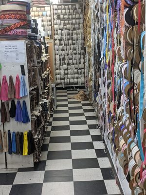 The store cat is on watch