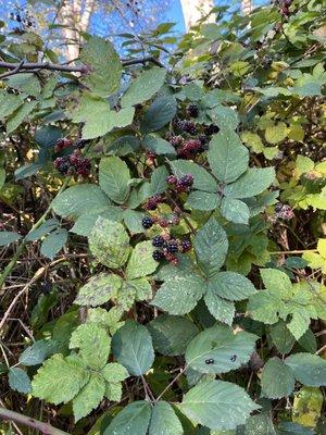 Still a few edible berries