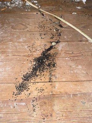 Rodent droppings in attic of Remax rental property, on Leo Ave. in Shreveport.