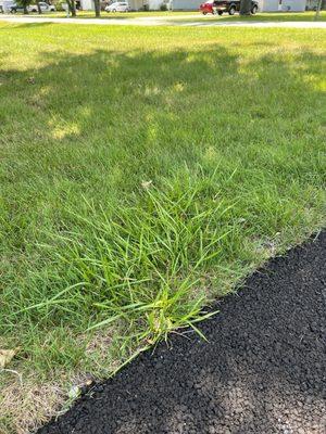 Weeds in lawn