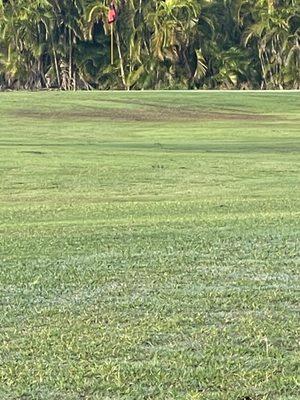 Brown unkempt patches