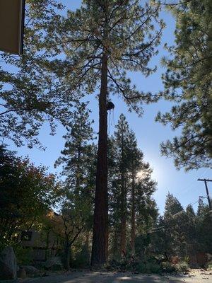 Sean Gannon climbing and removing dead material from tree.