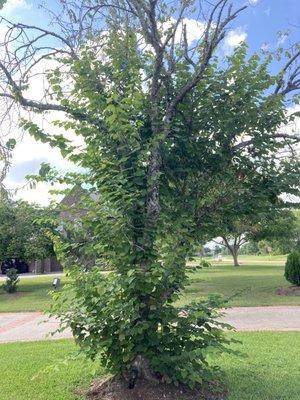 Overgrown Tree #1