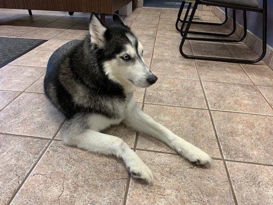 This is Santo, he is a Pure Bred Siberian Husky.  Will he be in the Smithfield Office or the Warwick Office today???