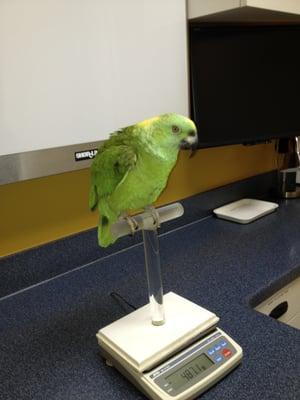 Cassie came in for a cracked beak. The Dr. reconstructed his beak and it was perfect after surgery.