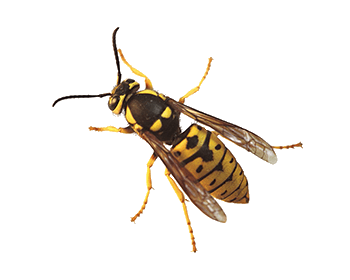 Yellowjackets