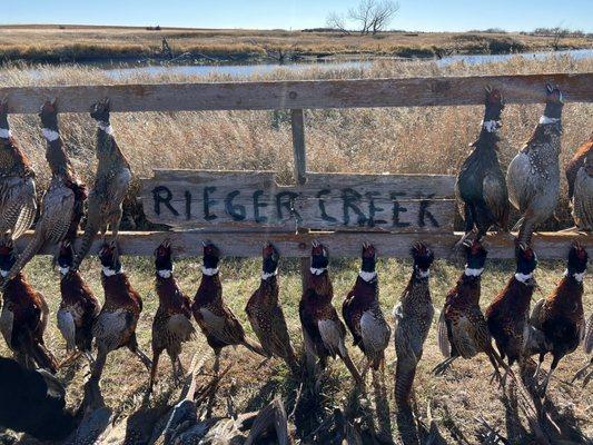 Rieger Creek Lodge, pheasant hunting.