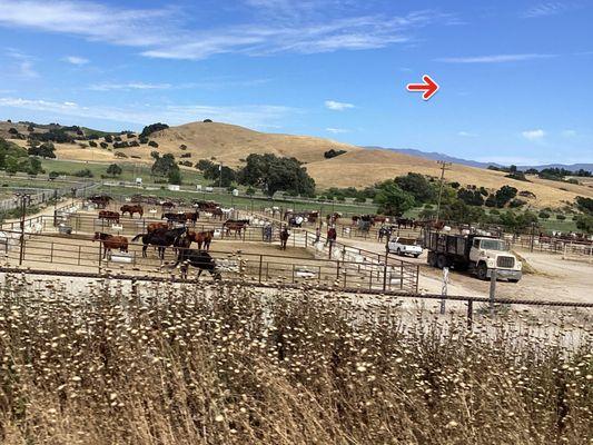 Horses Suffering Rancho Janato