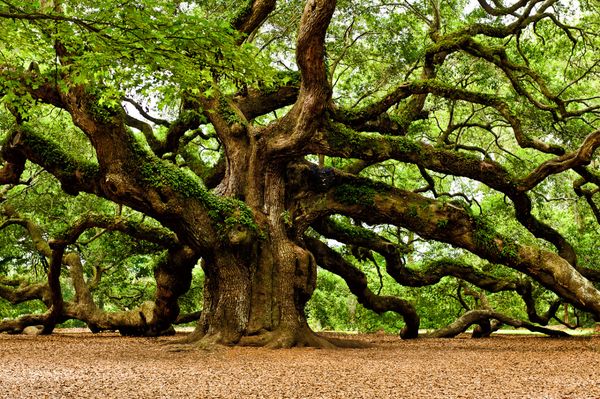 Let us help you by not letting them Oak-trees get out of hand and take over your space,