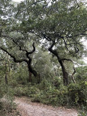 Hiking path