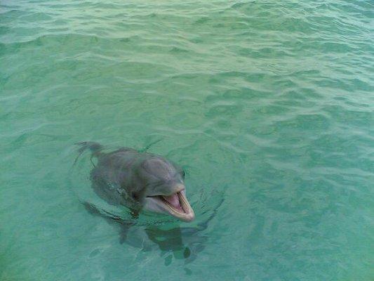 Dolphin sometimes like to get close to play.