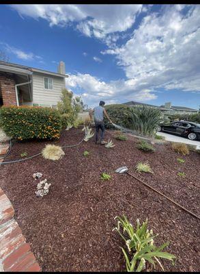 Wood chips installed with new drip irrigation for water conservation.