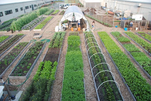 The Urban Farm at The Center for Economic and Workforce Development.